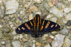 Mimardaris sela