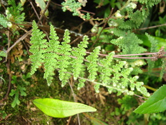 Myriopteris lendigera