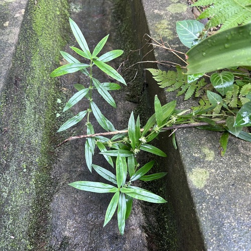 Hedyotis verticillata iNat (1)
