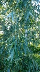 Salix