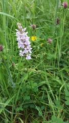 Dactylorhiza fuchsii