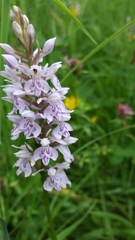 Dactylorhiza fuchsii