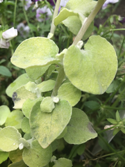 Helichrysum petiolare