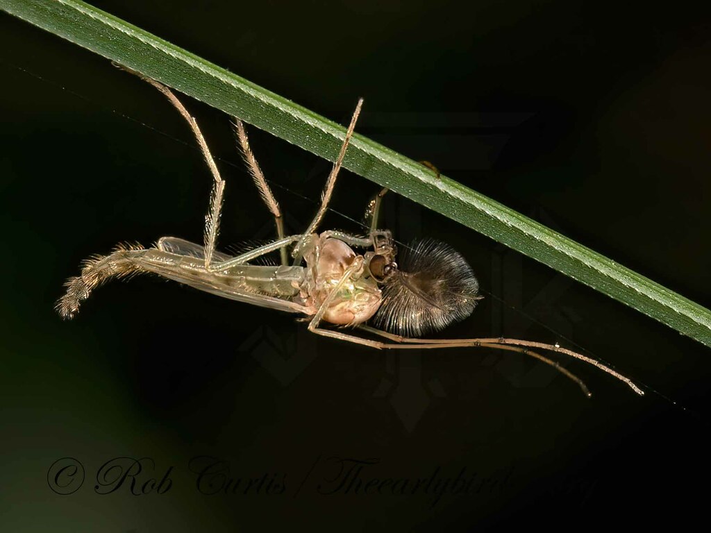 Chironomus from Illinois Beach State Park, 1 Lake Front Dr, Zion, IL ...