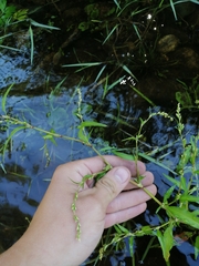Water Pepper (Persicaria hydropiper)