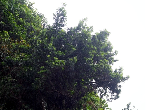 Podocarpus costalis