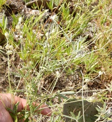 Pediomelum digitatum