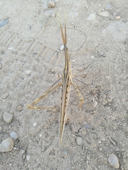 Truxalis nasuta