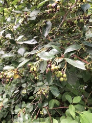 Crataegus gaylussacia