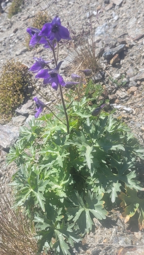 Delphinium caucasicum, photograph 3