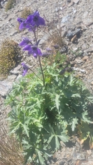 Delphinium caucasicum, photograph (c) Pavel Smirnov, some rights reserved (CC BY)