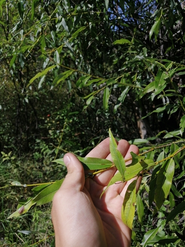 Image of Salix rorida by (c) Roman A. Lagazyuk (Роман А. Лагазюк), some rights reserved (CC BY)