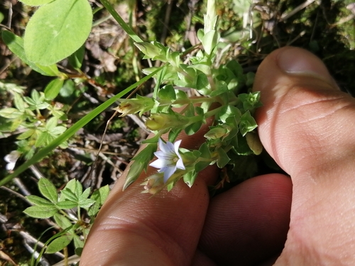 Image of Gentiana squarrosa by (c) Roman A. Lagazyuk (Роман А. Лагазюк), some rights reserved (CC BY)