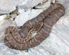 Halys Pit Viper photo 3
