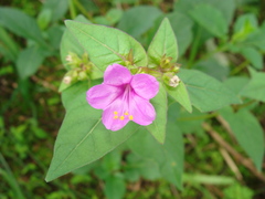 Mirabilis glabrifolia