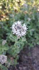 Monardella odoratissima