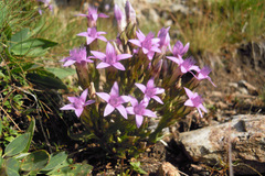 Gentianella rhaetica