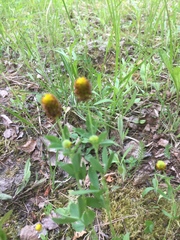 Trifolium spadiceum