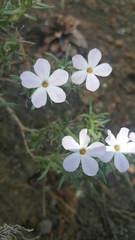 Phlox diffusa