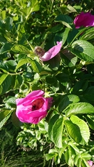 Rosa rugosa