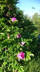 Rosa rugosa