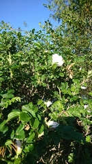 Rosa rugosa