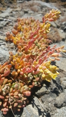 Sedum obtusatum