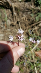 Lithophragma glabrum