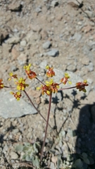 Eriogonum marifolium
