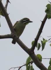 Pogoniulus pusillus
