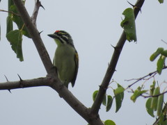 Pogoniulus pusillus