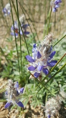 Lupinus breweri
