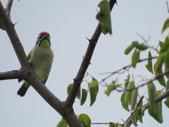Pogoniulus pusillus