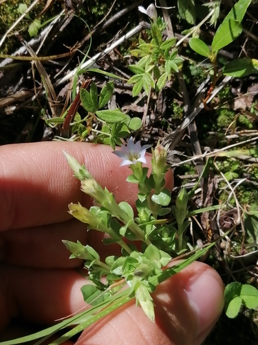 Image of Gentiana squarrosa by (c) Roman A. Lagazyuk (Роман А. Лагазюк), some rights reserved (CC BY)