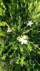 Tripleurospermum inodorum