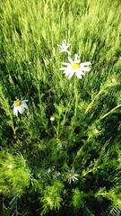 Tripleurospermum inodorum