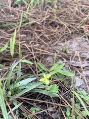 Hypericum crux-andreae