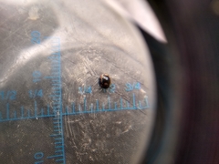 Brachiacantha quadripunctata