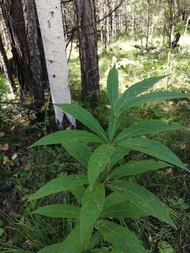Veronicastrum sibiricum iNat (3)