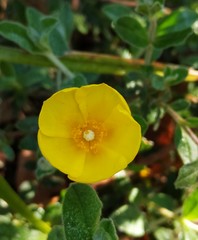 Cistus lasianthus alyssoides