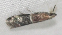 Moodna ostrinella