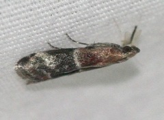 Moodna ostrinella