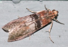 Sciota vetustella
