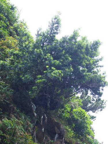 Podocarpus costalis