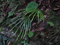 Pteris longipinna