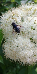 Eristalis saxorum