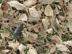 Chiliarchum bertolonii