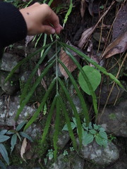 Pteris longipinna