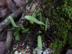 Pyrrosia linearifolia