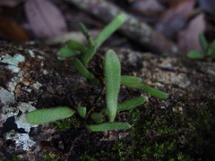 Pyrrosia linearifolia